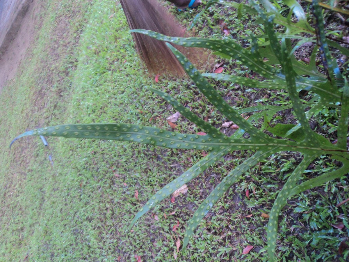 Microsorum scolopendria  (Burm.f) Copel.